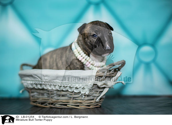 Miniatur Bullterrier Welpe / Miniature Bull Terrier Puppy / LB-01254
