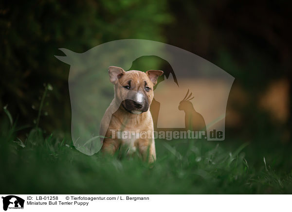Miniatur Bullterrier Welpe / Miniature Bull Terrier Puppy / LB-01258