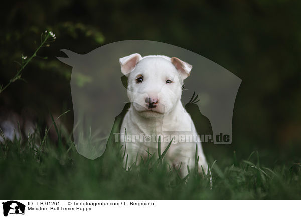 Miniatur Bullterrier Welpe / Miniature Bull Terrier Puppy / LB-01261
