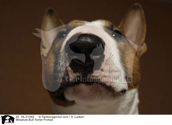 Miniature Bull Terrier Portrait / HL-01560