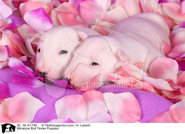 Miniatur Bullterrier Welpen / Miniature Bull Terrier Puppies / HL-01748
