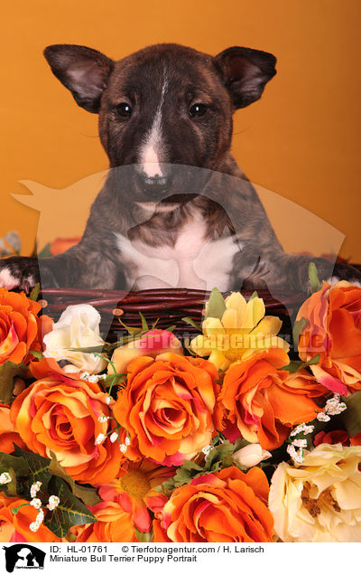 Miniature Bull Terrier Puppy Portrait / HL-01761