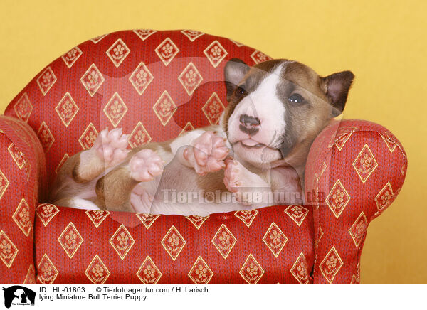 liegender Miniatur Bullterrier Welpe / lying Miniature Bull Terrier Puppy / HL-01863