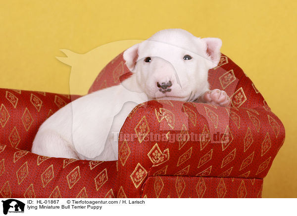 liegender Miniatur Bullterrier Welpe / lying Miniature Bull Terrier Puppy / HL-01867