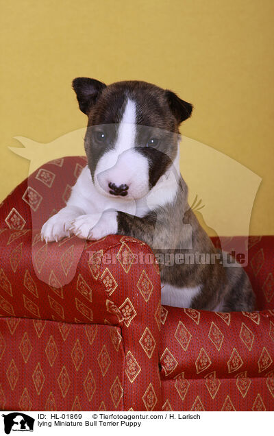 liegender Miniatur Bullterrier Welpe / lying Miniature Bull Terrier Puppy / HL-01869