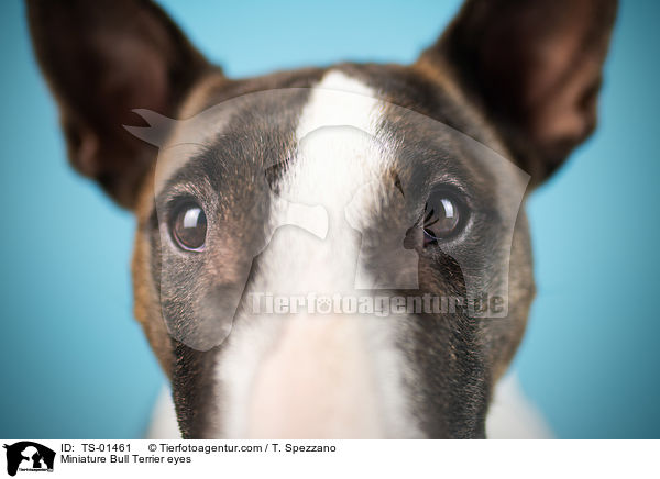 Miniature Bull Terrier eyes / TS-01461