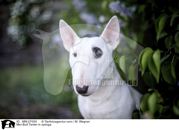 Mini Bull Terrier in syringa / MW-27050