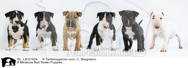 6 Miniature Bull Terrier Puppies / LB-01934