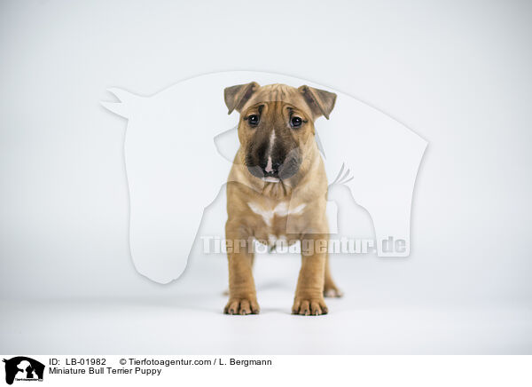 Miniature Bullterrier Welpe / Miniature Bull Terrier Puppy / LB-01982