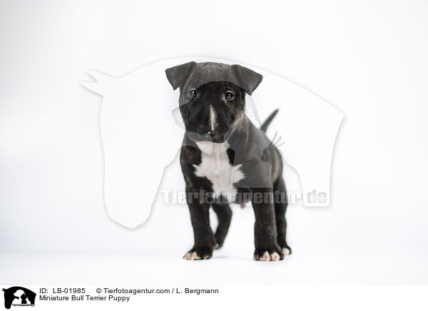 Miniature Bullterrier Welpe / Miniature Bull Terrier Puppy / LB-01985
