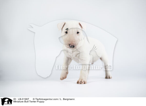 Miniature Bull Terrier Puppy / LB-01987