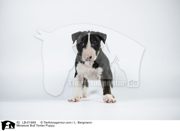 Miniature Bullterrier Welpe / Miniature Bull Terrier Puppy / LB-01989