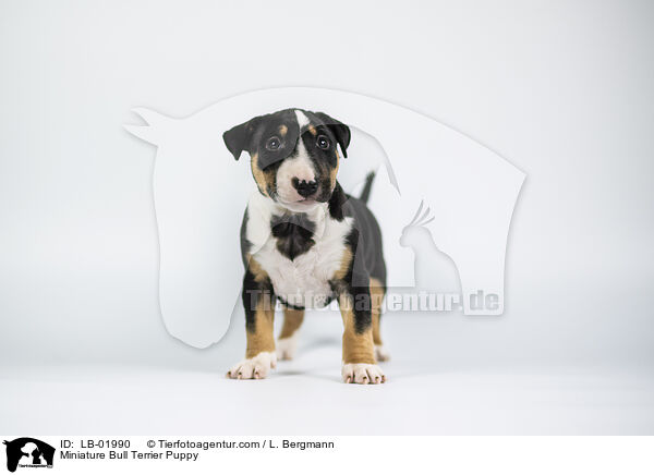 Miniature Bull Terrier Puppy / LB-01990