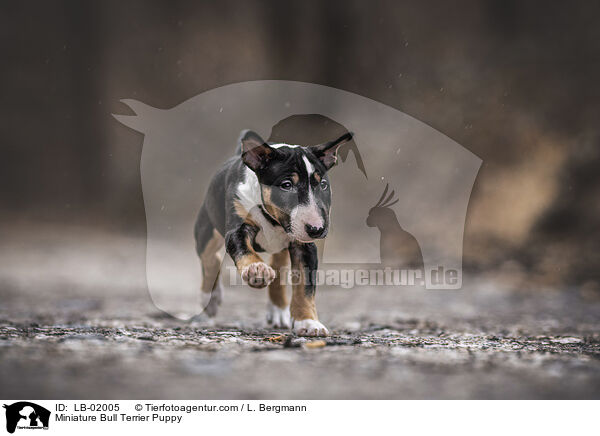 Miniature Bullterrier Welpe / Miniature Bull Terrier Puppy / LB-02005
