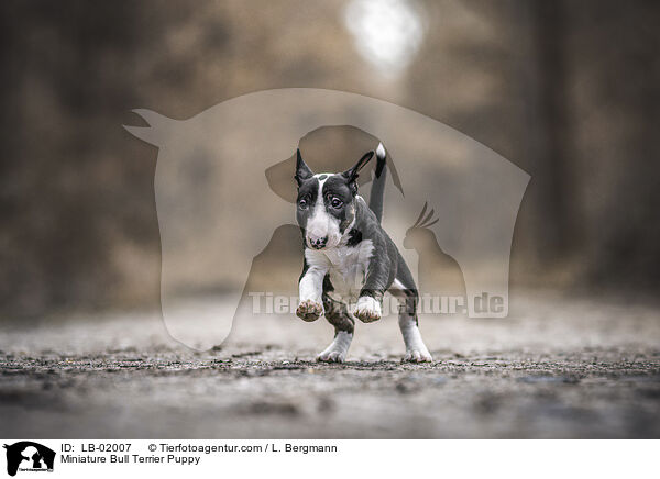 Miniature Bullterrier Welpe / Miniature Bull Terrier Puppy / LB-02007