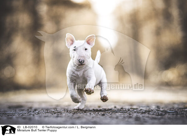Miniature Bullterrier Welpe / Miniature Bull Terrier Puppy / LB-02010