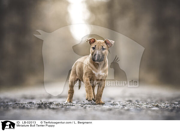 Miniature Bullterrier Welpe / Miniature Bull Terrier Puppy / LB-02013