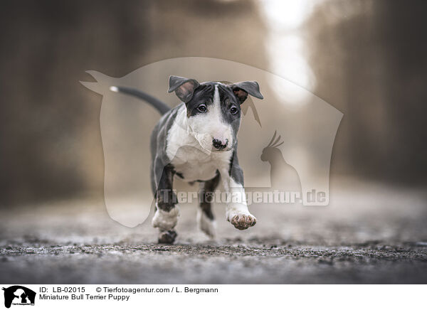 Miniature Bullterrier Welpe / Miniature Bull Terrier Puppy / LB-02015