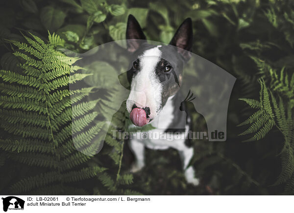 erwachsener Miniature Bullterrier / adult Miniature Bull Terrier / LB-02061