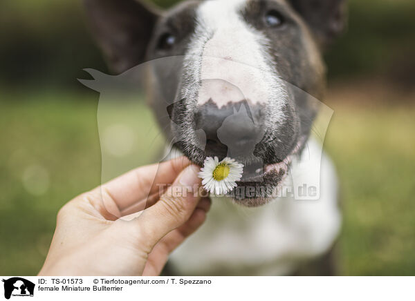 female Miniature Bullterrier / TS-01573