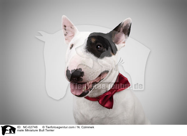 male Miniature Bull Terrier / NC-02746