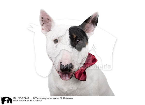 male Miniature Bull Terrier / NC-02747