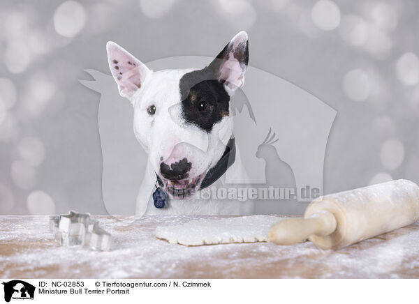 Miniature Bull Terrier Portrait / NC-02853