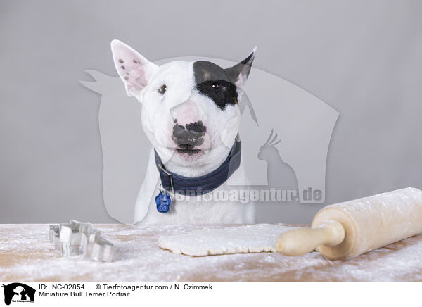 Miniature Bull Terrier Portrait / NC-02854