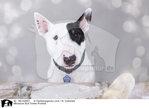 Miniature Bull Terrier Portrait / NC-02857