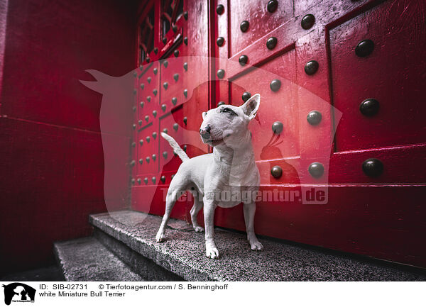white Miniature Bull Terrier / SIB-02731
