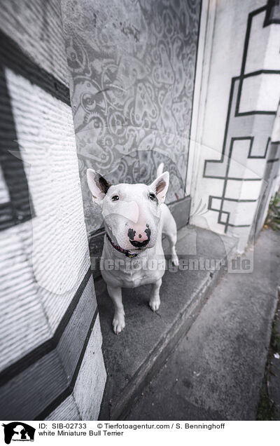 white Miniature Bull Terrier / SIB-02733