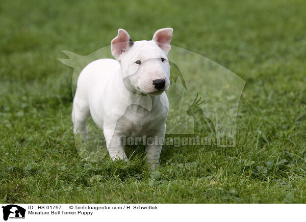 Miniature Bull Terrier Puppy / HS-01797
