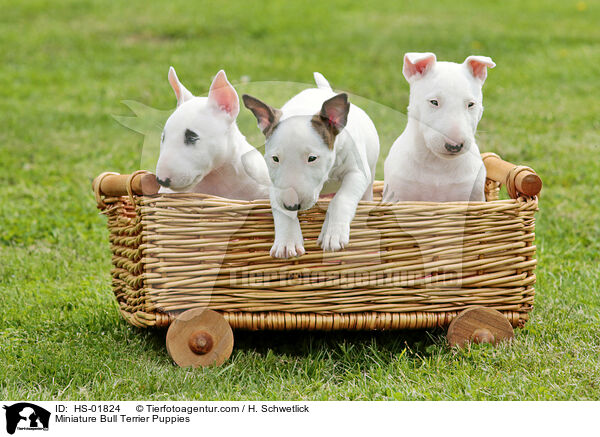 Miniature Bull Terrier Puppies / HS-01824