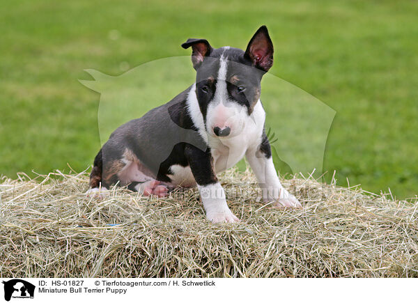 Miniature Bull Terrier Puppy / HS-01827