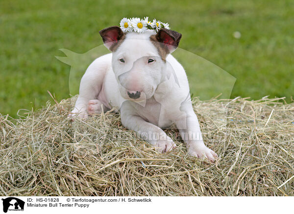 Miniature Bull Terrier Puppy / HS-01828