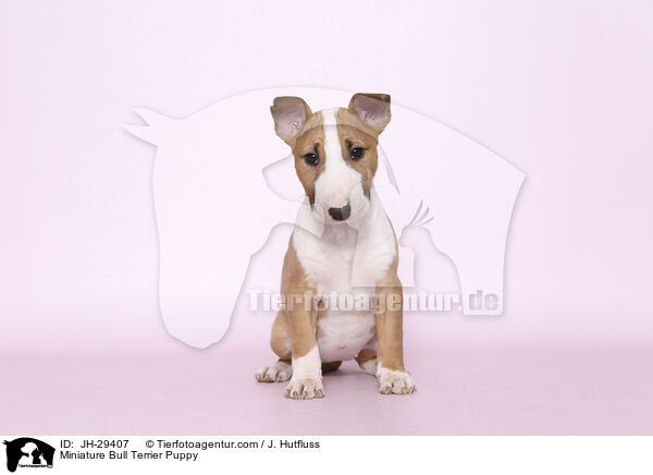 Miniature Bull Terrier Puppy / JH-29407