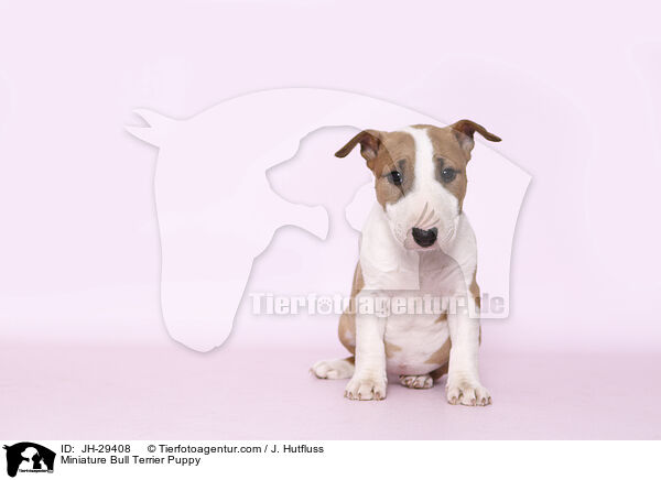 Miniature Bull Terrier Puppy / JH-29408