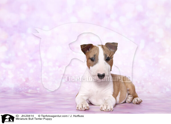 Miniature Bull Terrier Puppy / JH-29414