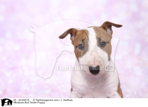 Miniature Bull Terrier Puppy / JH-29415