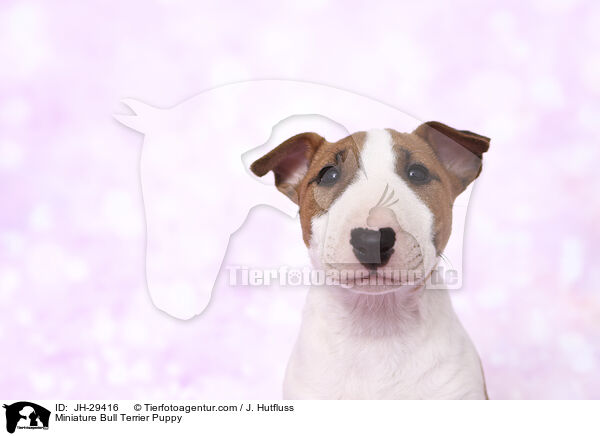 Miniature Bull Terrier Puppy / JH-29416