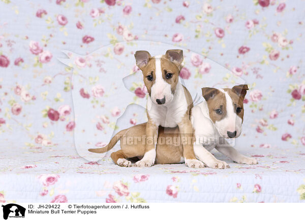 Miniature Bull Terrier Puppies / JH-29422