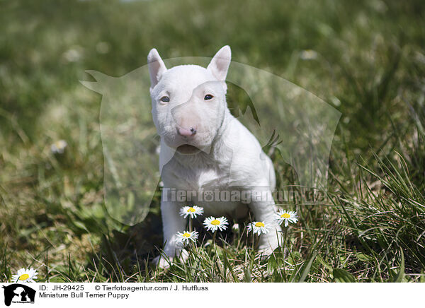 Miniature Bull Terrier Puppy / JH-29425