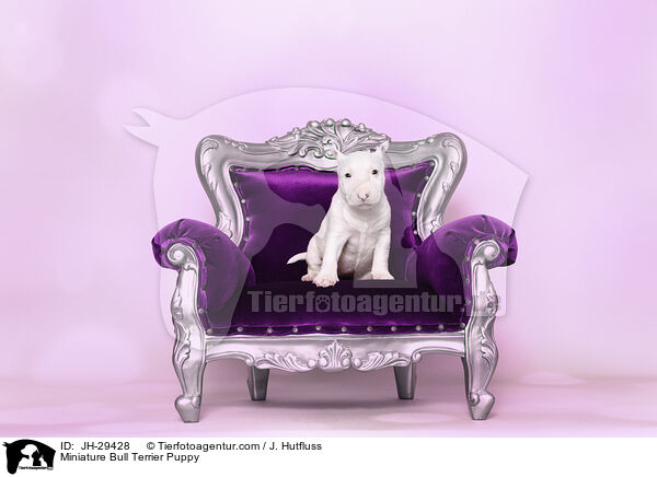 Miniature Bullterrier Welpe / Miniature Bull Terrier Puppy / JH-29428