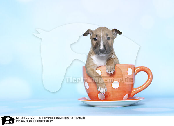 Miniature Bull Terrier Puppy / JH-29429