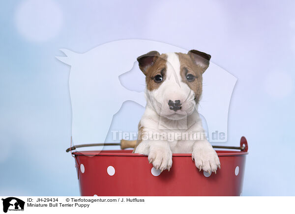 Miniature Bullterrier Welpe / Miniature Bull Terrier Puppy / JH-29434