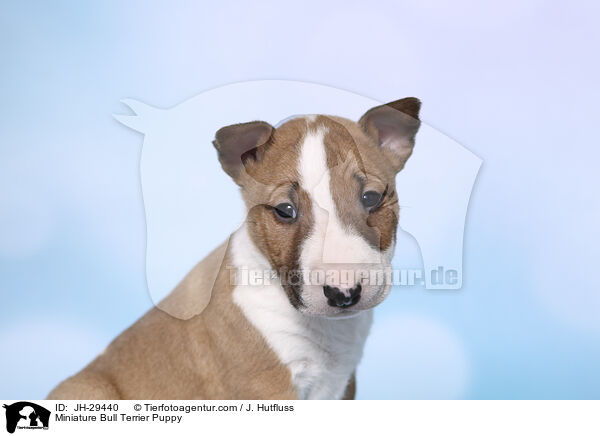 Miniature Bullterrier Welpe / Miniature Bull Terrier Puppy / JH-29440