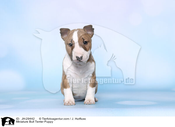 Miniature Bullterrier Welpe / Miniature Bull Terrier Puppy / JH-29442