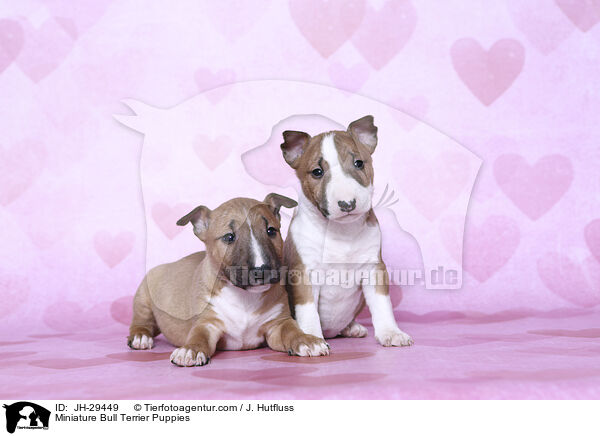 Miniature Bull Terrier Puppies / JH-29449