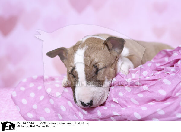 Miniature Bull Terrier Puppy / JH-29461