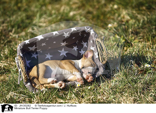 Miniature Bullterrier Welpe / Miniature Bull Terrier Puppy / JH-30282